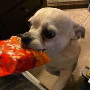 Meet your Posher, Millie